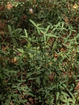 Trifolium longipes ssp. multipedunculatum