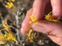 Chrysothamnus viscidiflorus ssp. viscidiflorus