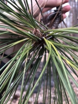 Pinus ponderosa var. benthamiana