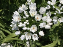 Allium neapolitanum