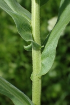 Lepidium draba