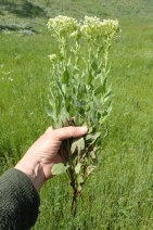 Lepidium draba