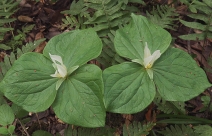 Trillium albidum