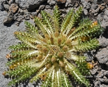 Cirsium scariosum