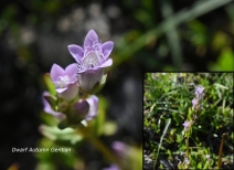 Gentianella amarella - Calflora