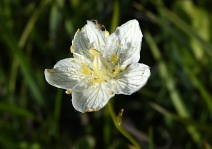 Parnassia palustris