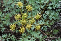 Lomatium dissectum
