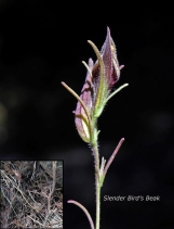 Cordylanthus tenuis ssp. tenuis