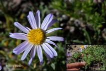 Erigeron barbellulatus