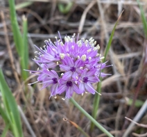 Allium howellii