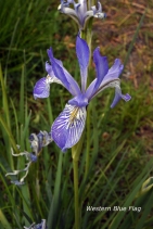 Iris missouriensis