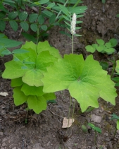 Achlys triphylla