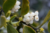 Phoradendron leucarpum