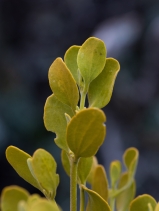 Phoradendron leucarpum