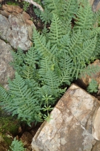 Polypodium californicum