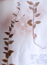 Campanula scouleri