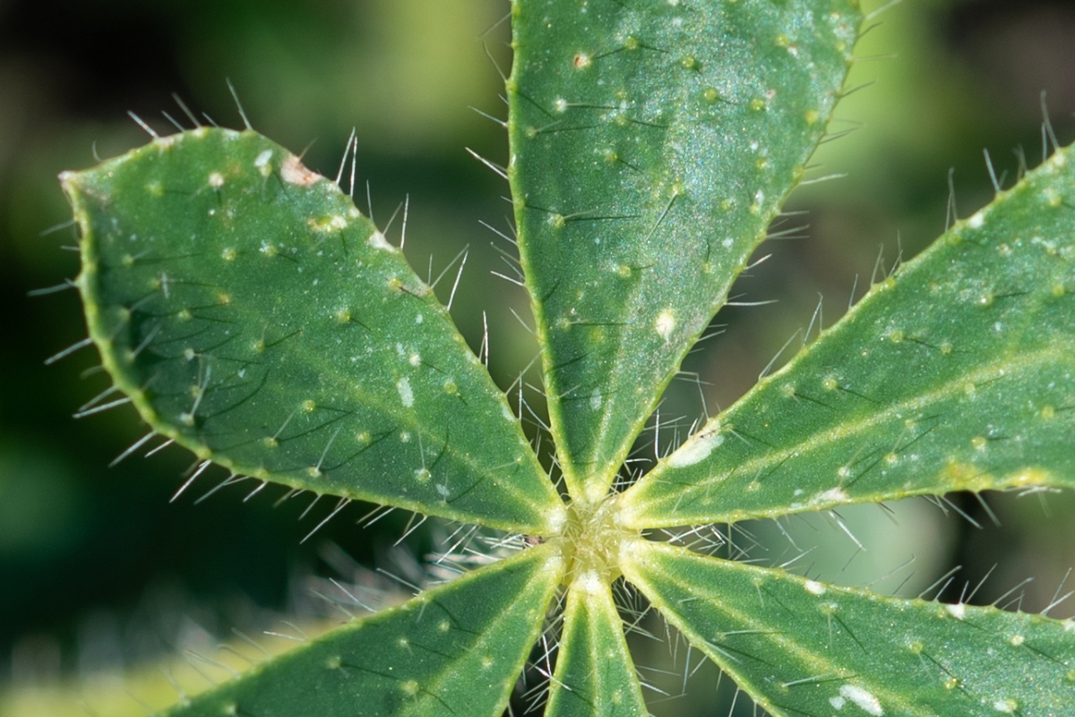 Observation of Lupinus hirsutissimus -- Calflora