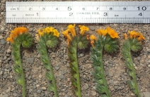Amsinckia menziesii