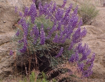 Lupinus albifrons var. albifrons