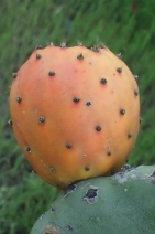 Opuntia ficus-indica