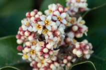 Rhus ovata