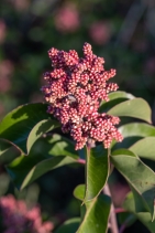 Rhus ovata