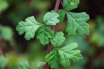 Rhus aromatica
