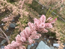 Tamarix parviflora