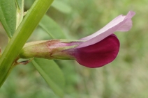 Vicia sativa ssp. nigra