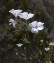 Linanthus dichotomus ssp. meridianus