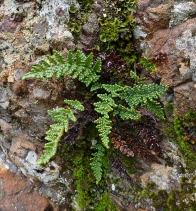 Myriopteris intertexta