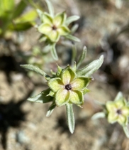 Ancistrocarphus filagineus
