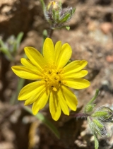 Lagophylla minor