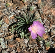 Lewisia rediviva
