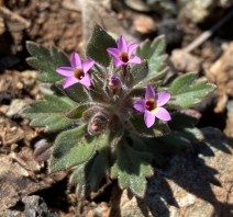 Collomia diversifolia