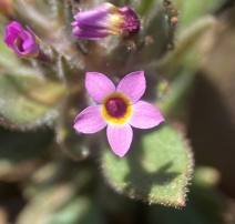 Collomia diversifolia
