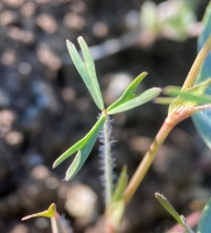 Trifolium bifidum var. bifidum