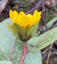 Wyethia bolanderi