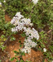 Ceanothus roderickii
