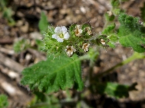 Phacelia rattanii