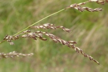 Melica imperfecta