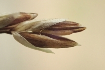 Melica imperfecta