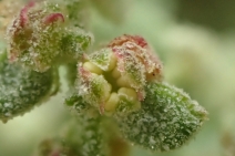 Extriplex californica