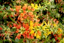 Acmispon glaber var. glaber