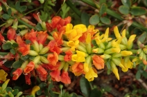 Acmispon glaber var. glabra