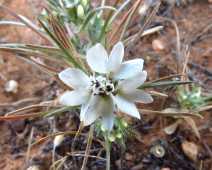 Calycadenia villosa