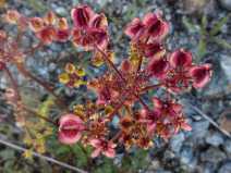 Lomatium utriculatum