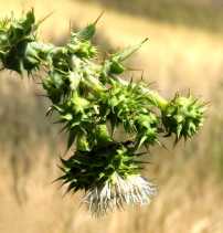 Cirsium fontinale var. obispoense