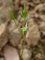 Stellaria nitens