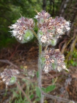 Phacelia nemoralis ssp. nemoralis